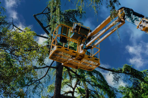 Why Choose Our Tree Removal Services in Platteville, CO?