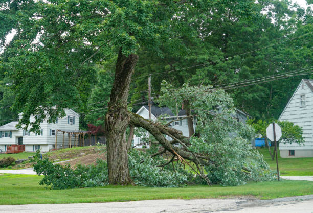 Platteville, CO  Tree Services Company